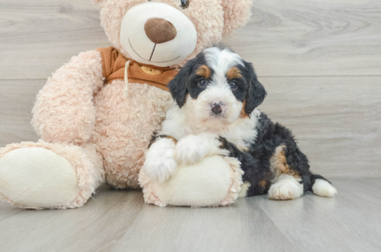 Mini Bernedoodle Pup Being Cute