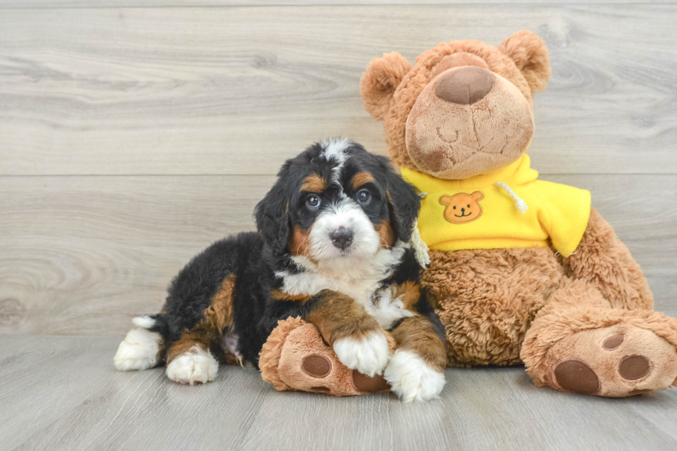 Little Mini Bernese Poodle Poodle Mix Puppy