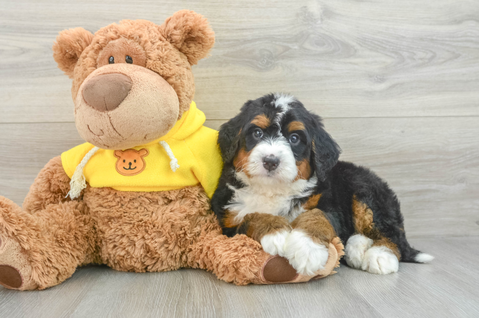 6 week old Mini Bernedoodle Puppy For Sale - Premier Pups