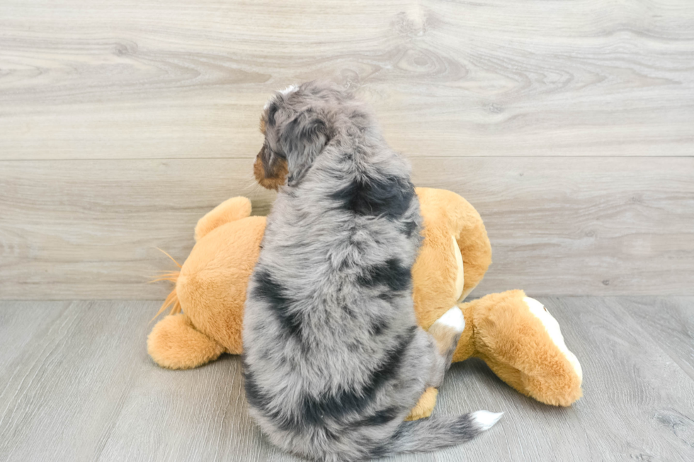 Fluffy Mini Bernedoodle Poodle Mix Pup