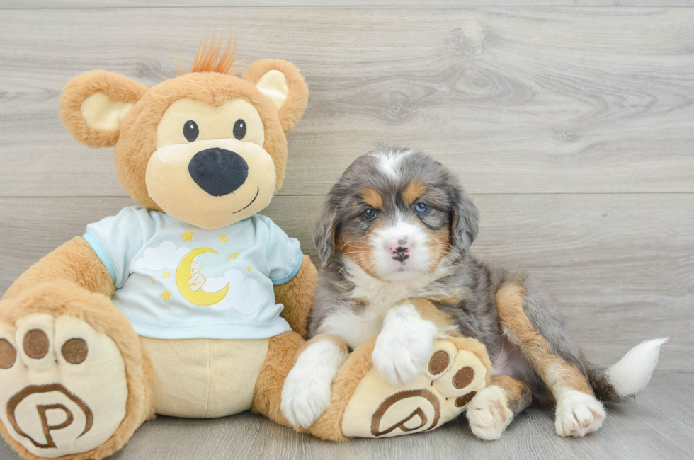 6 week old Mini Bernedoodle Puppy For Sale - Premier Pups