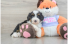Hypoallergenic Mini Bernadoodle Poodle Mix Puppy