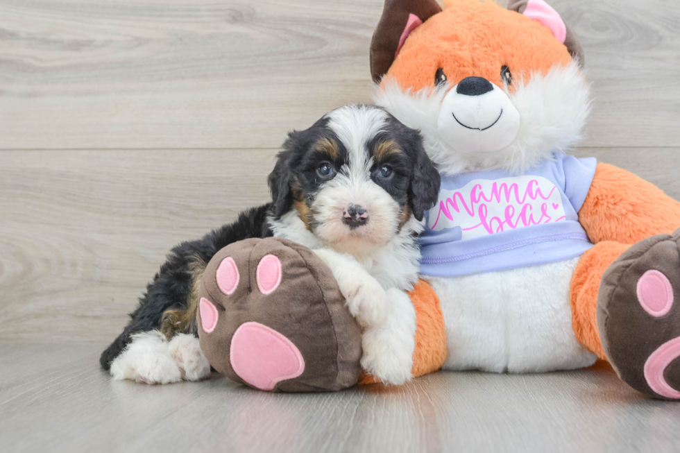 Hypoallergenic Mini Bernadoodle Poodle Mix Puppy