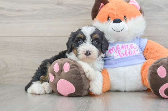 Hypoallergenic Mini Bernadoodle Poodle Mix Puppy