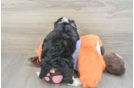 Mini Bernedoodle Puppy for Adoption