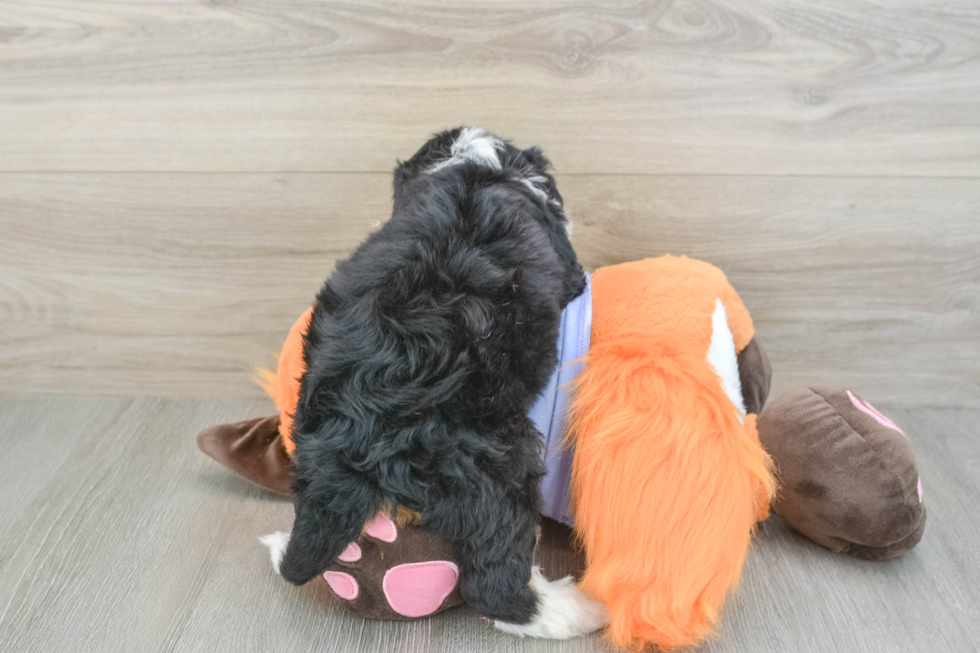 Mini Bernedoodle Puppy for Adoption
