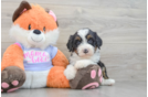 Best Mini Bernedoodle Baby