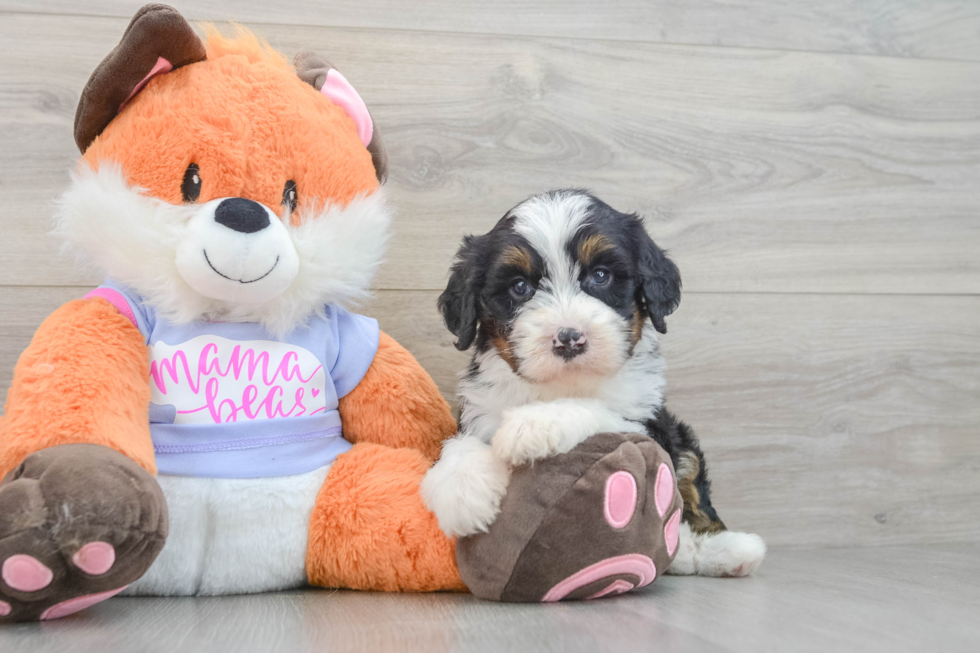 Best Mini Bernedoodle Baby
