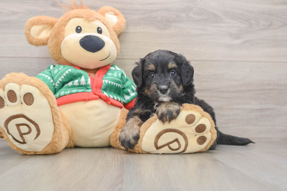 Mini Bernedoodle Puppy for Adoption