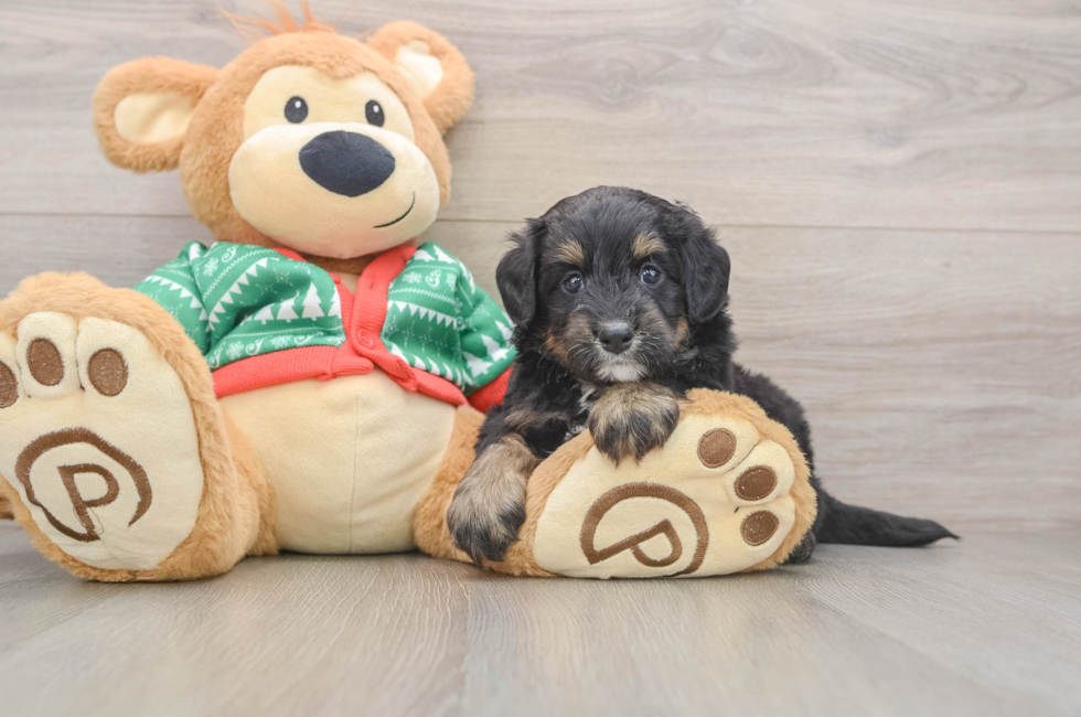 5 week old Mini Bernedoodle Puppy For Sale - Premier Pups