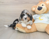 7 week old Mini Bernedoodle Puppy For Sale - Premier Pups
