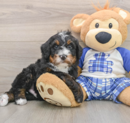 6 week old Mini Bernedoodle Puppy For Sale - Premier Pups