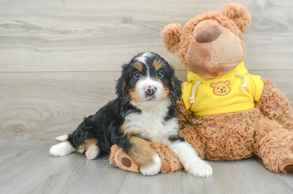 8 week old Mini Bernedoodle Puppy For Sale - Premier Pups