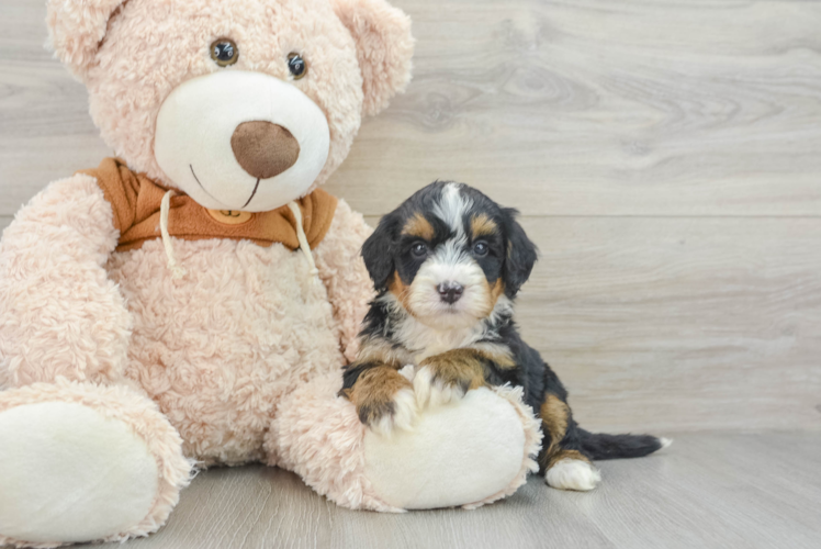 Energetic Mini Berniedoodle Poodle Mix Puppy