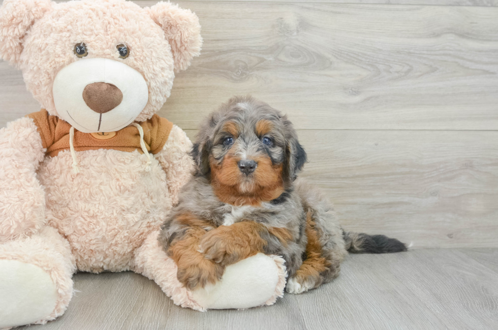 5 week old Mini Bernedoodle Puppy For Sale - Premier Pups