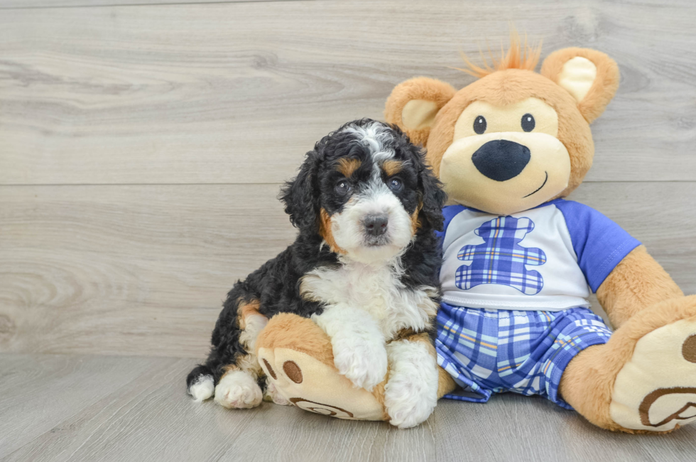 6 week old Mini Bernedoodle Puppy For Sale - Premier Pups