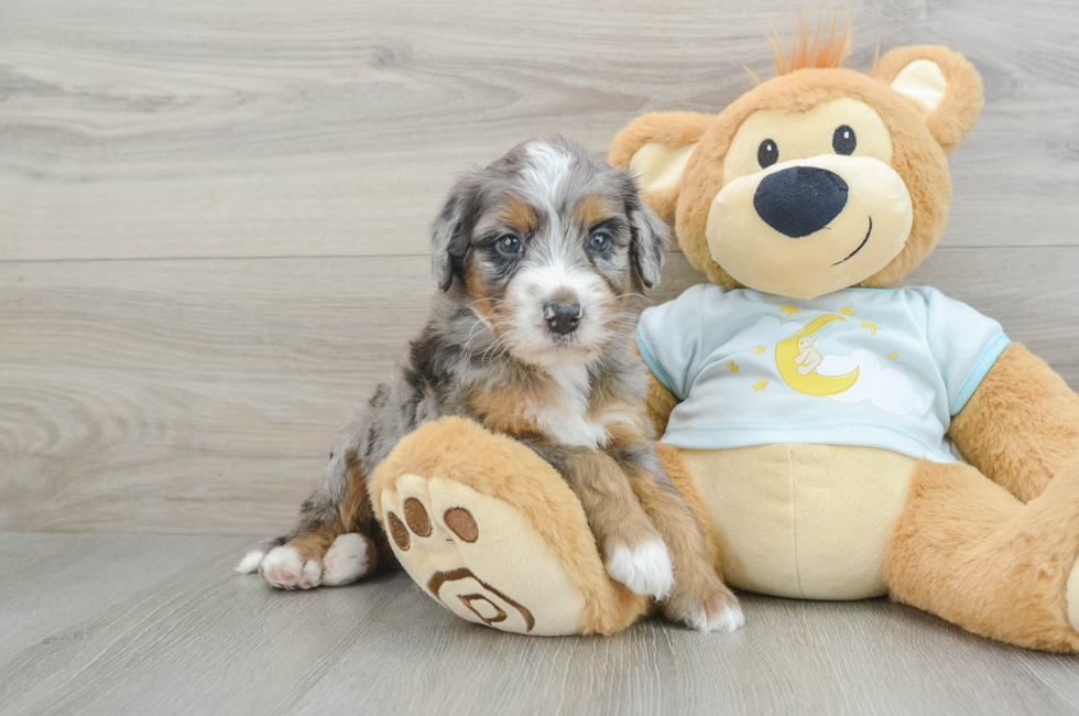 5 week old Mini Bernedoodle Puppy For Sale - Premier Pups