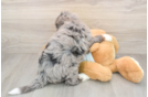 Small Mini Bernedoodle Baby