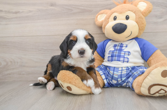 Friendly Mini Bernedoodle Baby