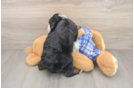 Best Mini Bernedoodle Baby