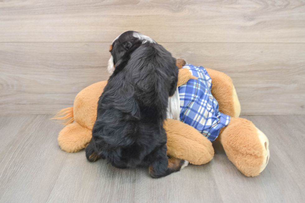 Best Mini Bernedoodle Baby