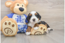 Petite Mini Bernedoodle Poodle Mix Pup