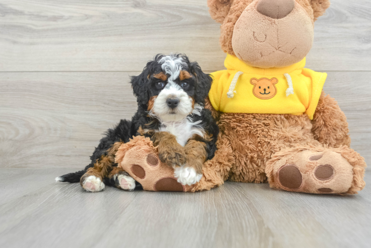 Best Mini Bernedoodle Baby