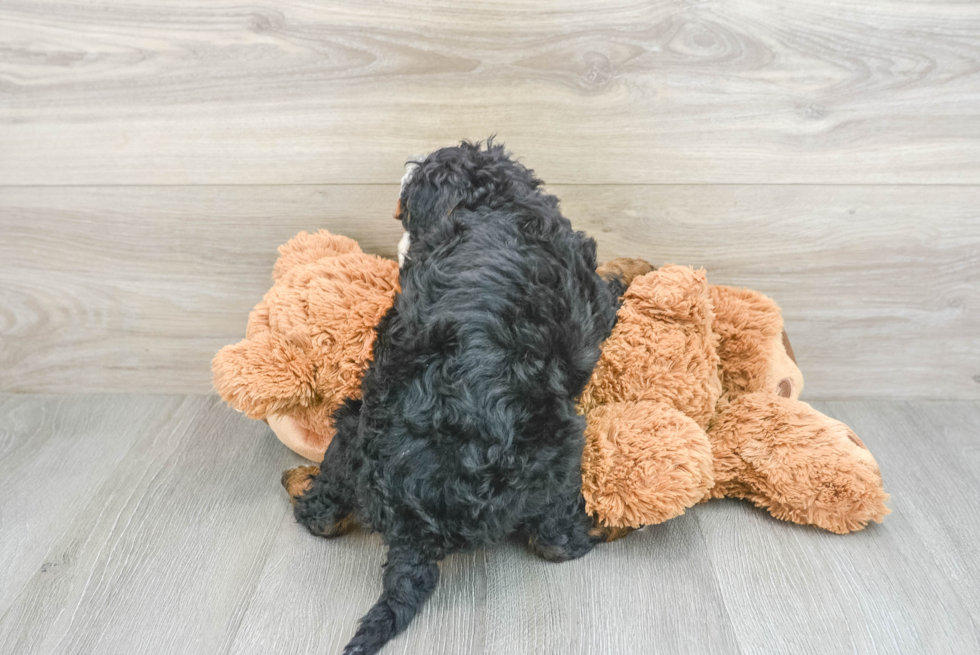 Friendly Mini Bernedoodle Baby