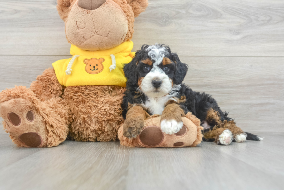 Friendly Mini Bernedoodle Baby