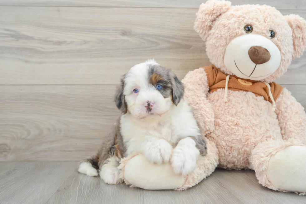 Energetic Mini Bernesedoodle Poodle Mix Puppy