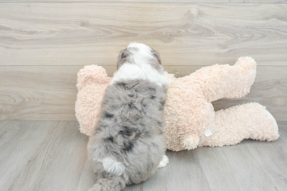 Cute Mini Bernedoodle Baby