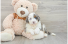 Petite Mini Bernedoodle Poodle Mix Pup