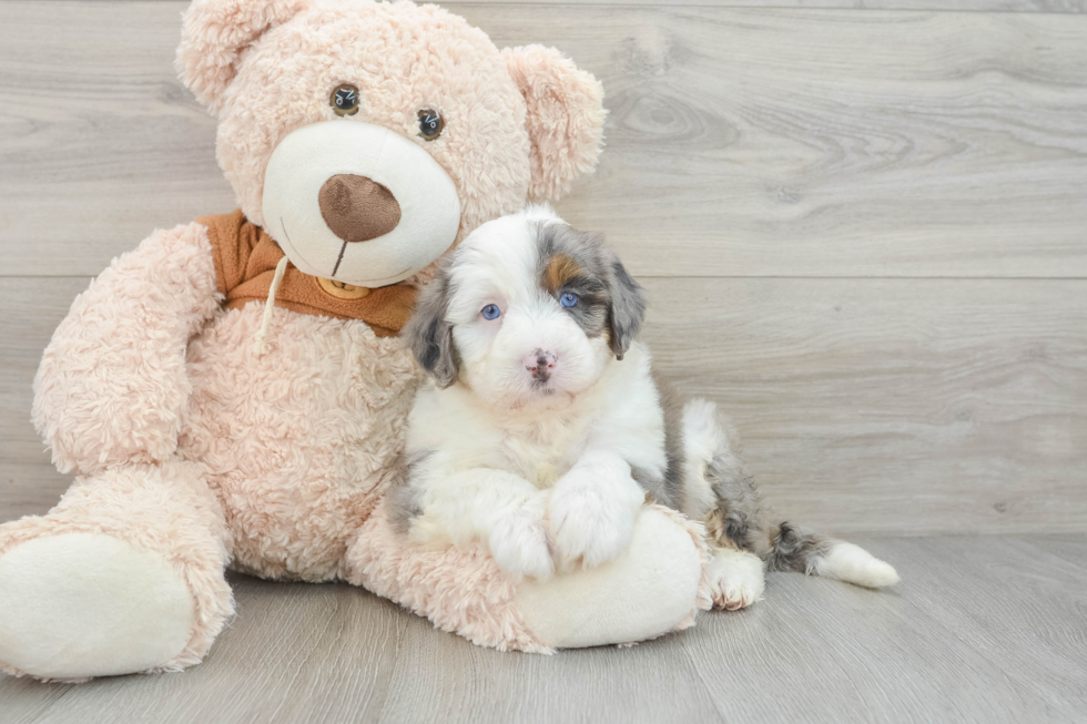 Petite Mini Bernedoodle Poodle Mix Pup