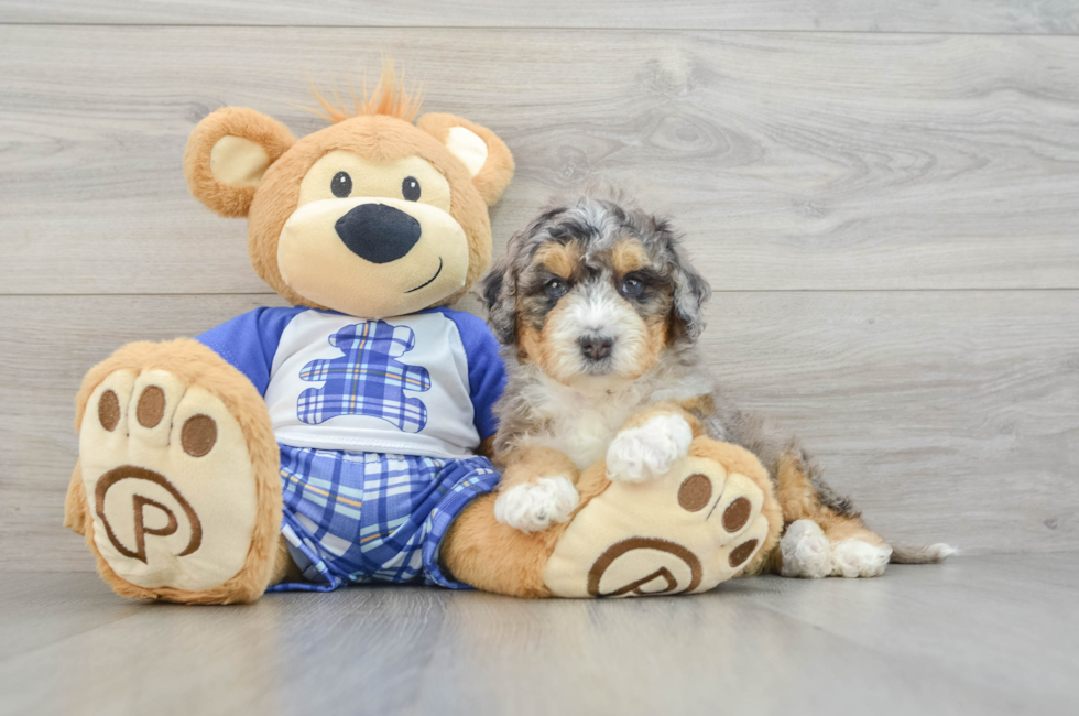 6 week old Mini Bernedoodle Puppy For Sale - Premier Pups