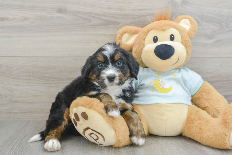 Playful Mini Bernepoo Poodle Mix Puppy