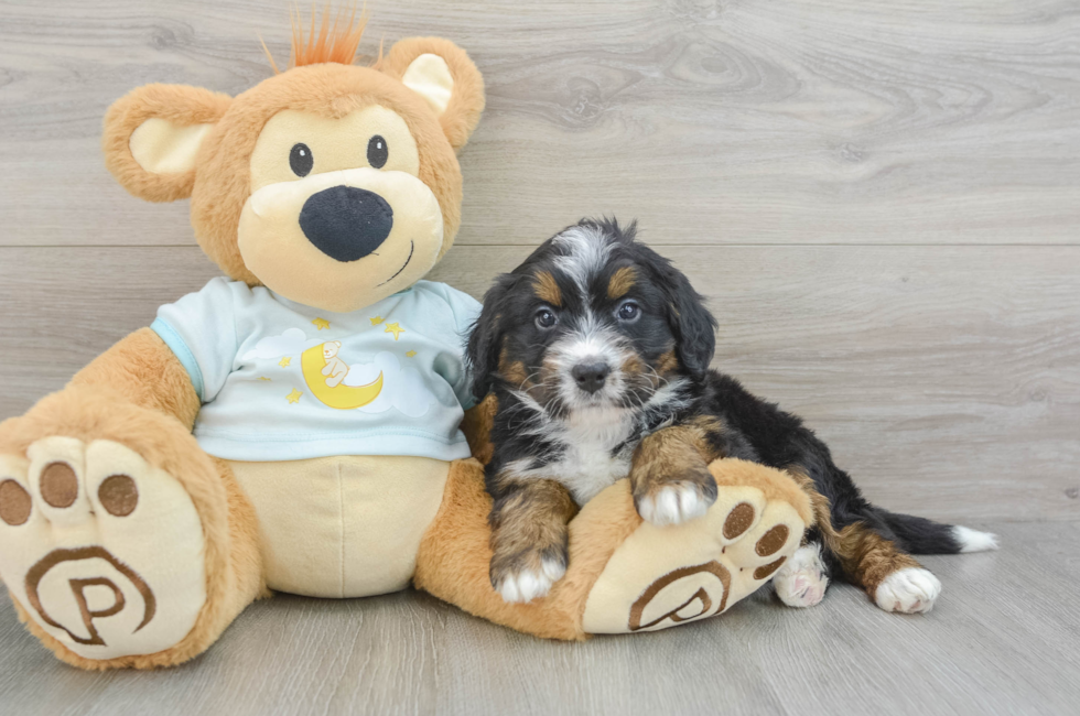 5 week old Mini Bernedoodle Puppy For Sale - Premier Pups