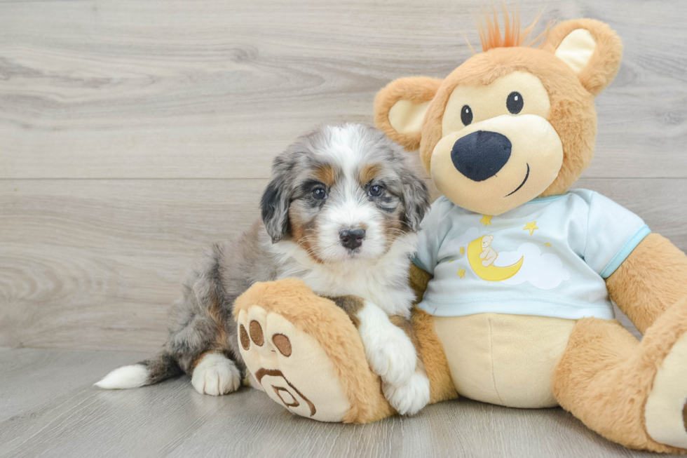 Best Mini Bernedoodle Baby