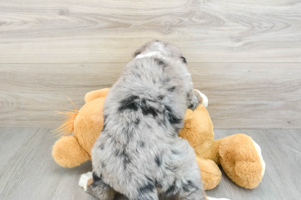 Popular Mini Bernedoodle Poodle Mix Pup