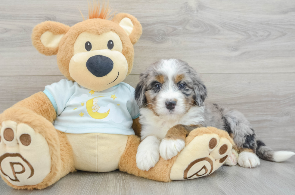 6 week old Mini Bernedoodle Puppy For Sale - Premier Pups