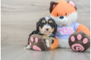 Best Mini Bernedoodle Baby