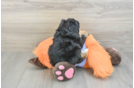 Playful Mini Bernesepoo Poodle Mix Puppy
