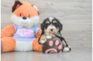 Best Mini Bernedoodle Baby