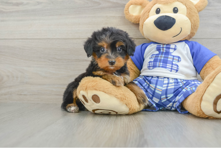 Best Mini Bernedoodle Baby