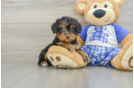 Best Mini Bernedoodle Baby