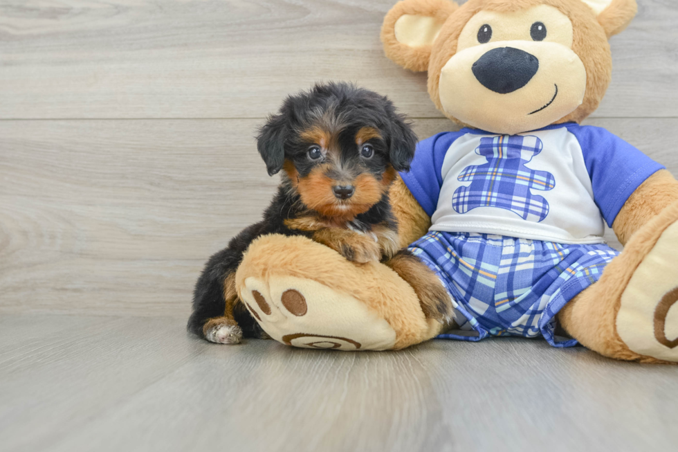 Best Mini Bernedoodle Baby