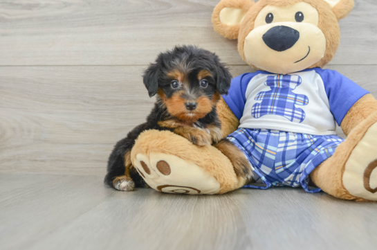 Best Mini Bernedoodle Baby