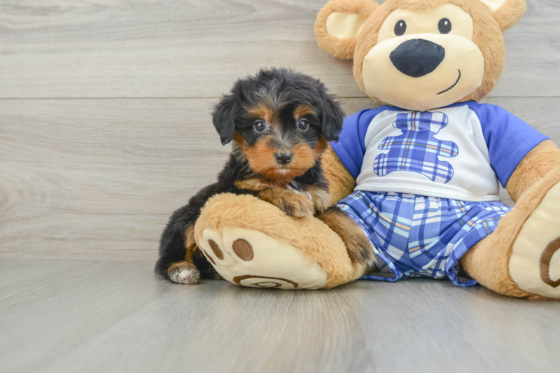 Meet Hazen - our Mini Bernedoodle Puppy Photo 1/3 - Premier Pups