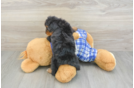 Mini Bernedoodle Pup Being Cute