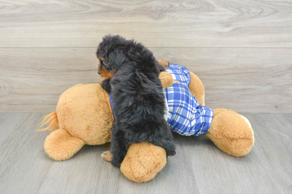 Mini Bernedoodle Pup Being Cute