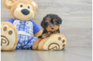 Mini Bernedoodle Pup Being Cute